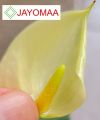 Anthurium plants - Vanilla Yellow -Bangkok variant - with flowers and pot for your loving home from JAYOMAA. 