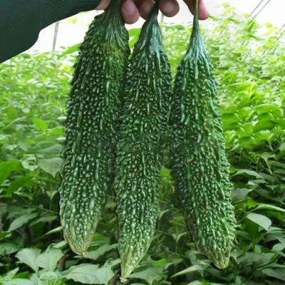 Black%20Local%20Bitter%20Gourd%20Seeds%20%E0%B6%9A%E0%B7%85%E0%B7%94%20%E0%B6%9A%E0%B6%BB%E0%B7%80%E0%B7%92%E0%B6%BD%20%E0%B6%B6%E0%B7%93%E0%B6%A2%2050g%20-%20Image%204