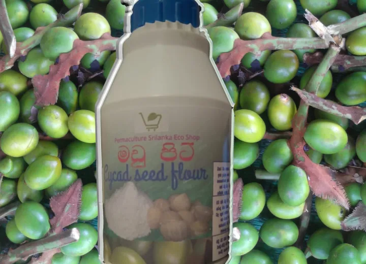 Cycad%20Seed%20Flour%20(%20%E0%B6%B8%E0%B6%A9%E0%B7%94%20%E0%B6%B4%E0%B7%92%E0%B6%A7%E0%B7%92%20)%20High%20quality%20Cycad%20seed%20%20flour%20harvested%20from%20rare%20species%20of%20Cycad%20plants%20-%20Image%204