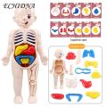 Diy Human Organ Model Interactive Human Body Model Kit Educational Diy Toy with 11 Analysis Cards Ideal for Students Accessories Included Science Learning Toys for Kids. 