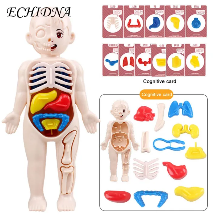 Diy%20Human%20Organ%20Model%20Interactive%20Human%20Body%20Model%20Kit%20Educational%20Diy%20Toy%20with%2011%20Analysis%20Cards%20Ideal%20for%20Students%20Accessories%20Included%20Science%20Learning%20Toys%20for%20Kids%20-%20Image%206