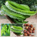 winged bean ( Dambala ) 100 Seeds දඹල ඇට. 