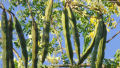 MORINGA - මුරුංගා - Murunga 10 seeds pack your home garden.. 