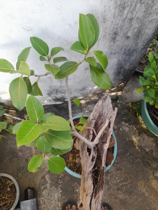 Bonsai%20Nuga%20Tree%20-%20Image%203