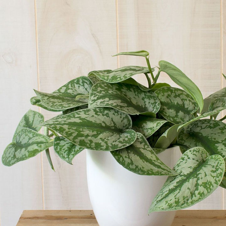 Money Plant / Silver Pothos/ Satin Pothos plant with black pot