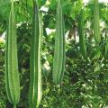 F1 Hybrid Ridge Gourd Luffa Seeds 10 Watakolu Beeja දෙමුහුන් වැටකොලු බීජ. 