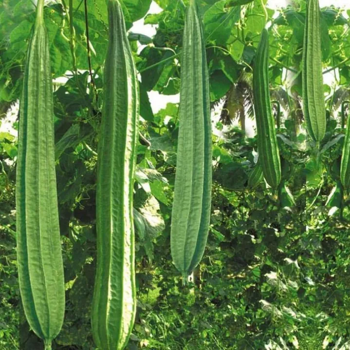 F1%20Hybrid%20Ridge%20Gourd%20Luffa%20Seeds%2010%20Watakolu%20Beeja%20-%20Image%203