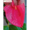 Anthurium plants - Royal Pink - Bangkok Variant - potted plants with flowers from JAYOMAA for anthurium lovers.. 