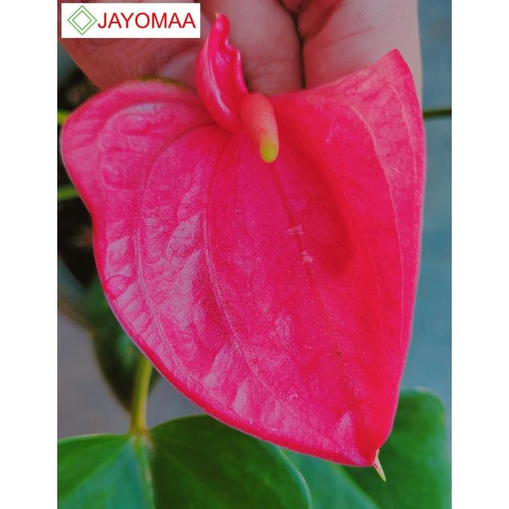Anthurium plants - Royal Pink - Bangkok Variant - potted plants with flowers from JAYOMAA for anthurium lovers.