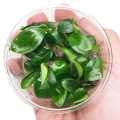 Anubias Nana - Medium Size Live Aquarium Plant for Decoration and Aquascaping. 