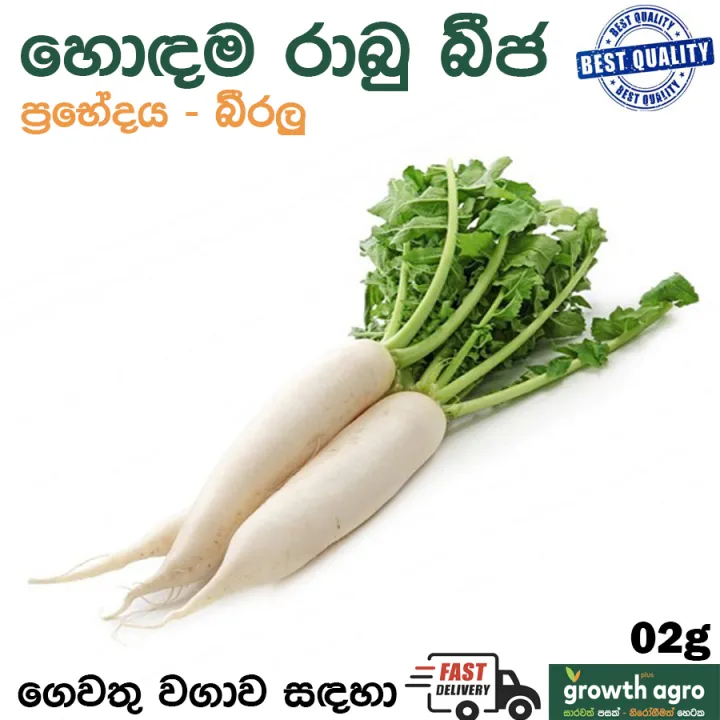 Radish(රාබු) Raabu Seeds  home Gardening Agriculture 02g