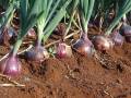 Imported Onion Seeds ලොකු ලූනු බීජ Home Gardening Agriculture 1g. 