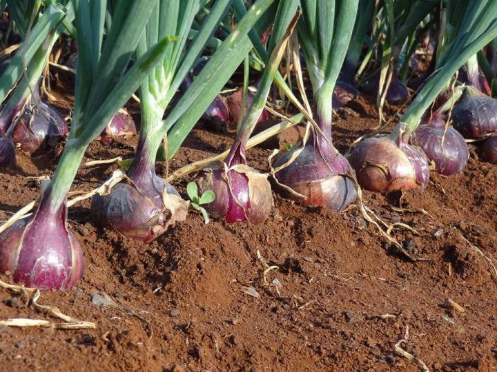 Imported%20Onion%20Seeds%20%E0%B6%BD%E0%B7%9C%E0%B6%9A%E0%B7%94%20%E0%B6%BD%E0%B7%96%E0%B6%B1%E0%B7%94%20%E0%B6%B6%E0%B7%93%E0%B6%A2%20Home%20Gardening%20Agriculture%201g%20-%20Image%203
