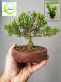 Boxwood Plant ( Plant for Bonsai ). 