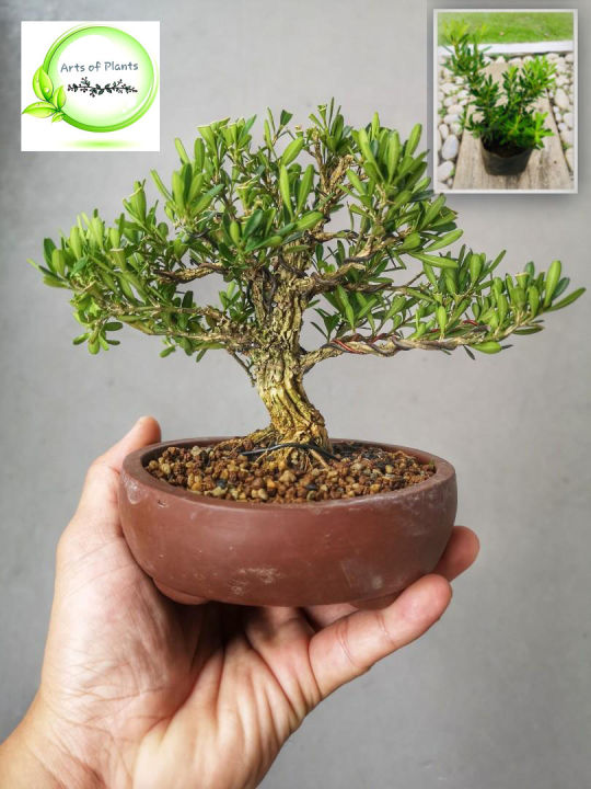 Boxwood Plant ( Plant for Bonsai )