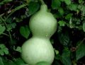 Labu/Bottle Gourd Seeds For Home Garden. 