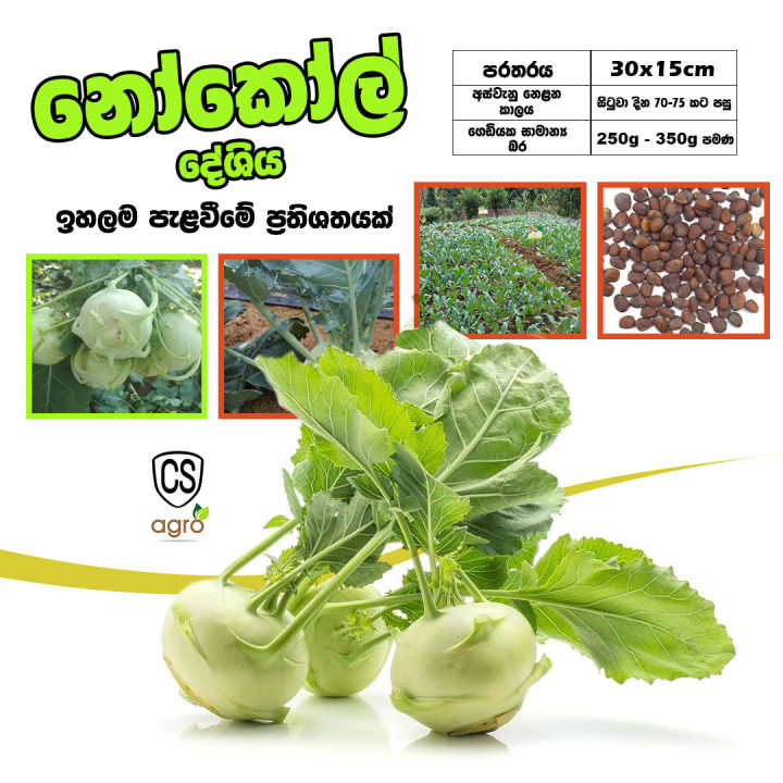Knol Khol Local Seeds 0.2g Home Gardening Agriculture
