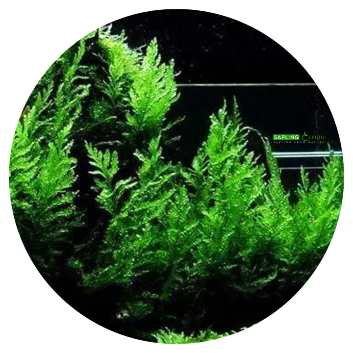 Mini%20Bolbitis%20Sapling%20Natural%20Aquarium%20Plant%20by%20Sapling%20Cloud%20%7C%20Unique%20Aquatic%20Decoration%20%7C%20Perfect%20for%20Freshwater%20Tanks%20%7C%20Low%20Maintenance%20&%20Hardy%20%7C%20Adds%20Lush%20Greenery%20to%20Aquascapes%20%7C%20Ideal%20for%20Fish%20Shelter%20%7C%20Safe%20for%20All%20Aquatic%20Life%20%7C%20Available%20on%20Daraz%20-%20Image%202