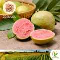 රතු පේර Sri Lankan Red Guava 20 Seeds Pera for Natural Organic Farming Vegetable, Fruit & flower Seed. 