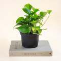 Lucky Plants /poths/air Purifying Plant/Money Plant/Home Decor Plant. 