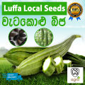 Wetakolu Beeja Luffa Local Seeds Agriculture Home වැටකොලු බීජ 2g. 