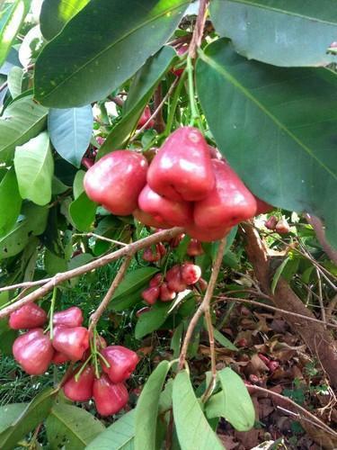 Rose%20Apple%20Plant%20-%20Image%203