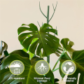 Monstera Plant Support Clips Ties Set Plant Support Stakes Moss Pole for Indoor Plants Green. 