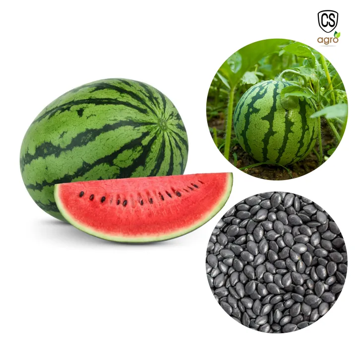Watermelon%20Seeds%20Pani%20Komadu%20Beeja%2010%20Seeds%20-%20Image%202