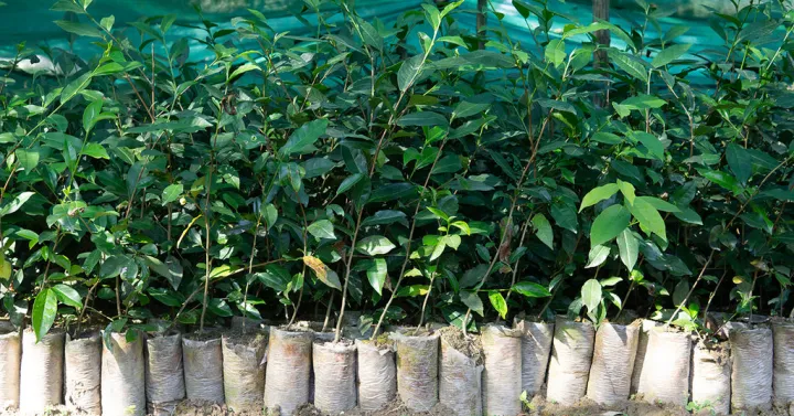 Ceylon%20Tea%20Plant%20-%20Image%204