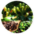 High Quality Natural Cloves Plant Karabu Nati Natural Plants. 
