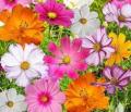 Canyon daisy of Atapethiya flowers 100 seeds pack of orange, pink , yellow colours for beautiful home garden. 