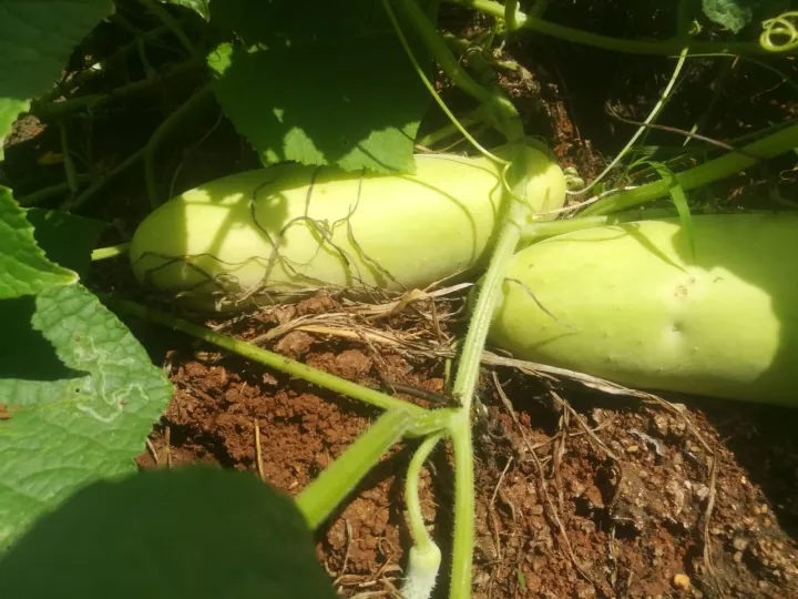 F1%20Hybrid%20Cucumber%20Seeds%2010%20%E0%B6%AF%E0%B7%99%E0%B6%B8%E0%B7%94%E0%B7%84%E0%B7%94%E0%B6%B1%E0%B7%8A%20%E0%B6%B4%E0%B7%92%E0%B6%B4%E0%B7%92%E0%B6%A4%E0%B7%8A%E0%B6%A4%20%E0%B6%B6%E0%B7%93%E0%B6%A2%20-%20Image%206