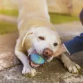 Pet Dog Toys Bite Resistant Bouncy Ball Toys for Small Medium Large Dogs Tooth Cleaning Ball Dog Chew Toys Pet Training Products. 