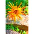 බාබන්ඩේසිය පැල,  Barbondasia plant Home garden mix flowers and mix color leaf twigs Home  plant. 