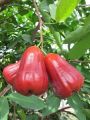 Rose Apple Plant. 