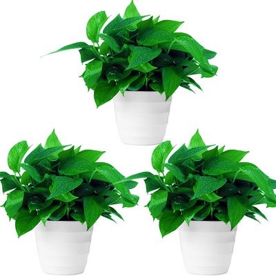Artificial%20Plants%20Eucalyptus%20Grass%20Plastic%20Ferns%20Green%20Leaves%20Flower%20Plant%20Wedding%20Home%20Decoration%20Table%20Decors%20-%20Image%203