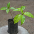 Wathusudda plant. 