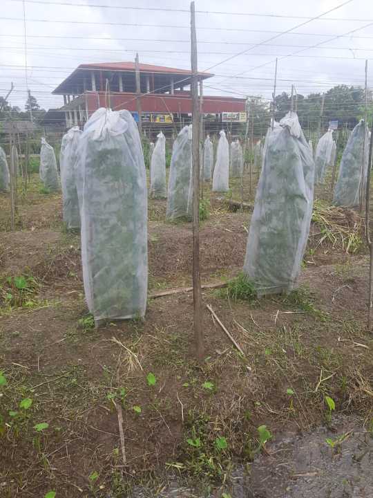 Banana%20Fruit%20Bunch%20Cover%20Vegetable%20Plant%20Cover%20Anti%20Insert%20Fabric%20Protection%20Home%20Gardening%20Agriculture%20-%20Image%202