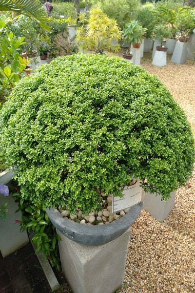 Kuru%20Atteriya%20Plant%20-%20Image%204