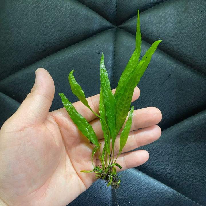 Java%20Fern/Large%20size/Aquarium%20live%20plants/Aqua%20scaping/Live%20plants%20-%20Image%207
