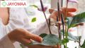 Anthurium plants - Vanilla Yellow -Bangkok variant - with flowers and pot for your loving home from JAYOMAA. 