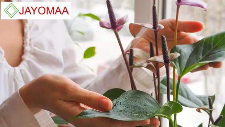 Anthurium%20plants%20-%20Vanilla%20Yellow%20-Bangkok%20variant%20-%20with%20flowers%20and%20pot%20for%20your%20loving%20home%20from%20JAYOMAA%20-%20Image%205