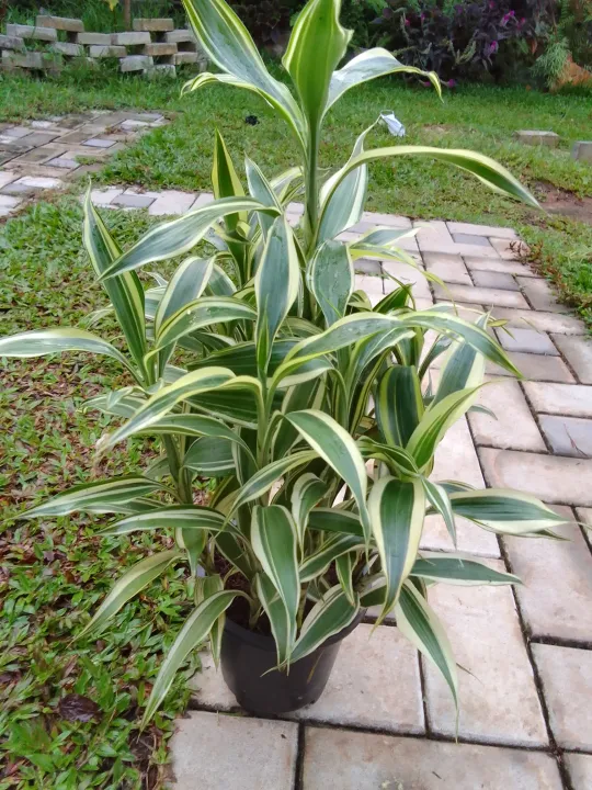 lucky%20bamboo/big%20sandriyana%20plants%20/indoor%20lucky%20plant%20/%20air%20furifing%20plant%20-%20Image%204