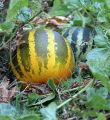 Cooking Melon Monika Seeds Kakiri Beeja Home Gardening Agriculture 25g/50g. 
