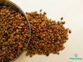 Pure Kollu Seeds (කොල්ලු) Horse Gram 500g. 