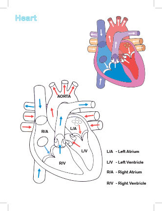 Children%20Activity%20Colouring%20Books%20Biology%20%20Human%20Organs%20-%20Image%205