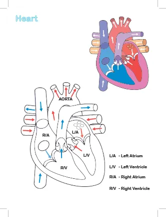 Children%20Activity%20Colouring%20Books%20Biology%20%20Human%20Organs%20-%20Image%205