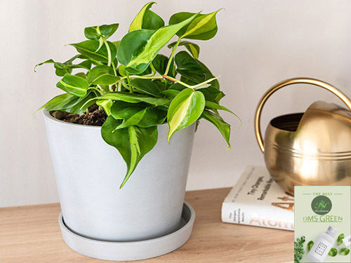 Live%20Money%20Plant%20-%20Heart%20Leaf%20with%20Black%20pot%20-%20Image%202