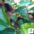 Natural Air layer  Ugurassa plant For your garden Flacourtia indica. 