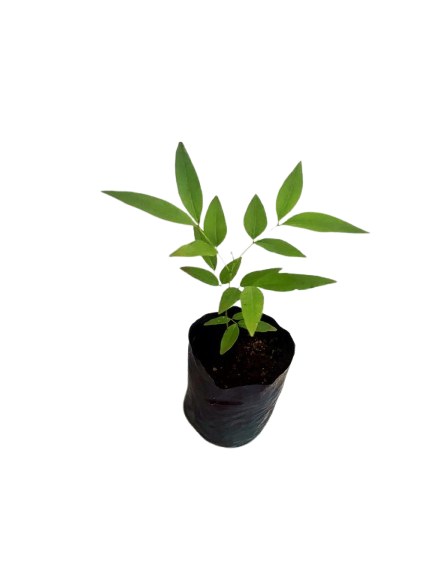 Golden%20Shower%20Plant%20-%20Image%204